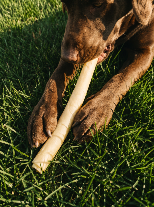 Single-Ingredient Beef Tail Dog Chew (12 inch)