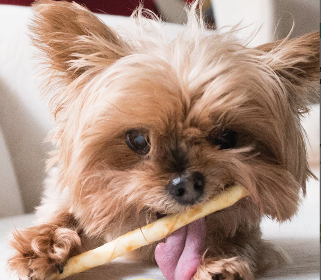 Photo of small dog chewing a no-hide stick by Allgood Pet Supplies