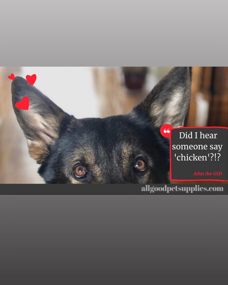 photo of German shepherd