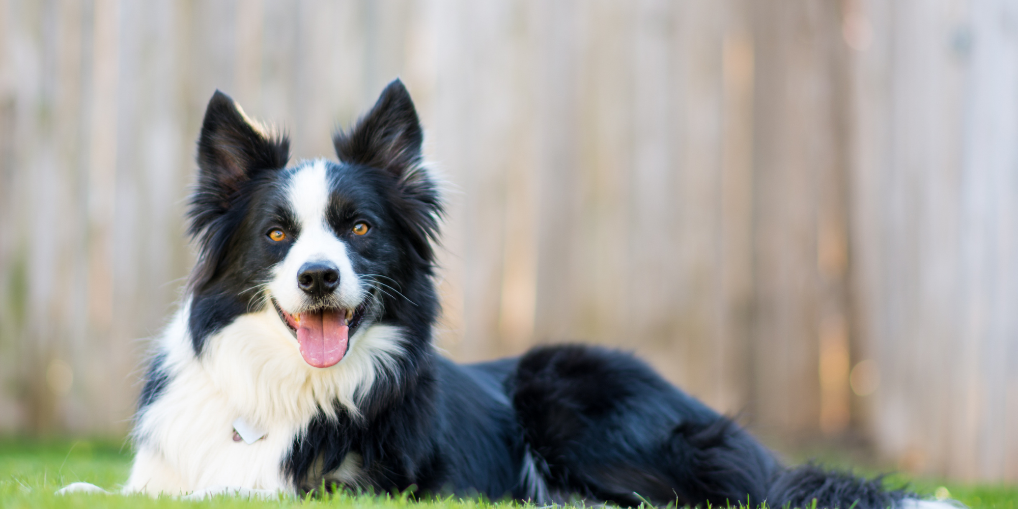 Photo of Allgood Pet Supplies Spring Dog