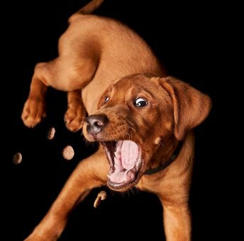 photo of a dog catching snacks in the air