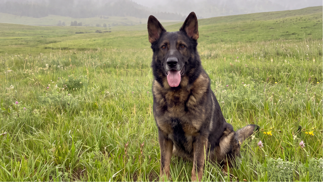 A German Shepherd dog sits in a grassy mountain meadow with misty hills in the background. 