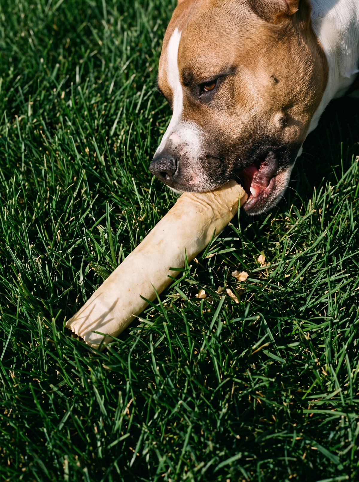 Jumbo Bull Tail Dog Chew