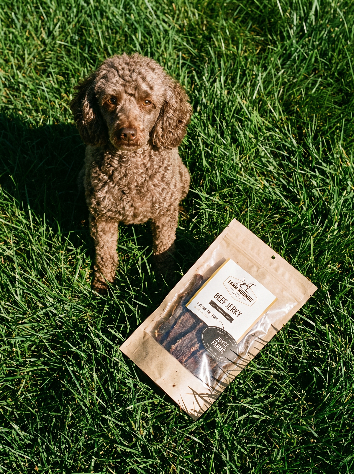 Single-Ingredient Beef Jerky Dog Treats
