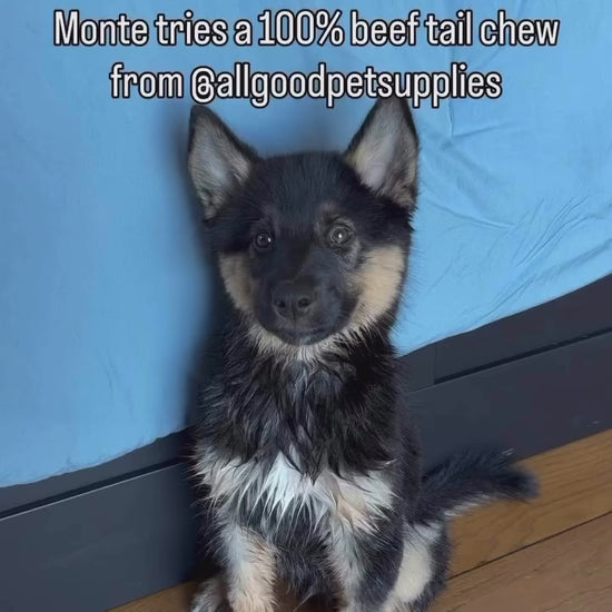 german shepherd puppy chews on an Allgood beef tail chew bone