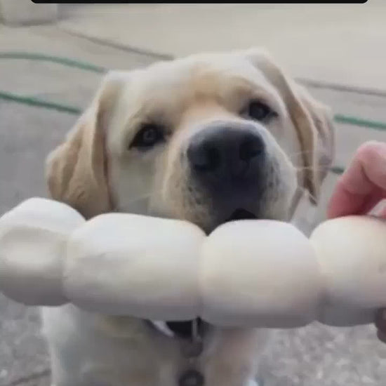 Picture of a white dog biting onto a large beef cheek roll from Allgood Pet Supplies