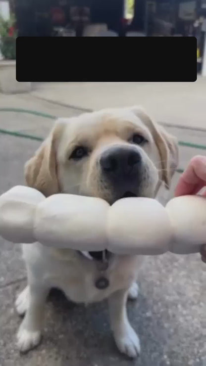 Picture of a white dog biting onto a large beef cheek roll from Allgood Pet Supplies