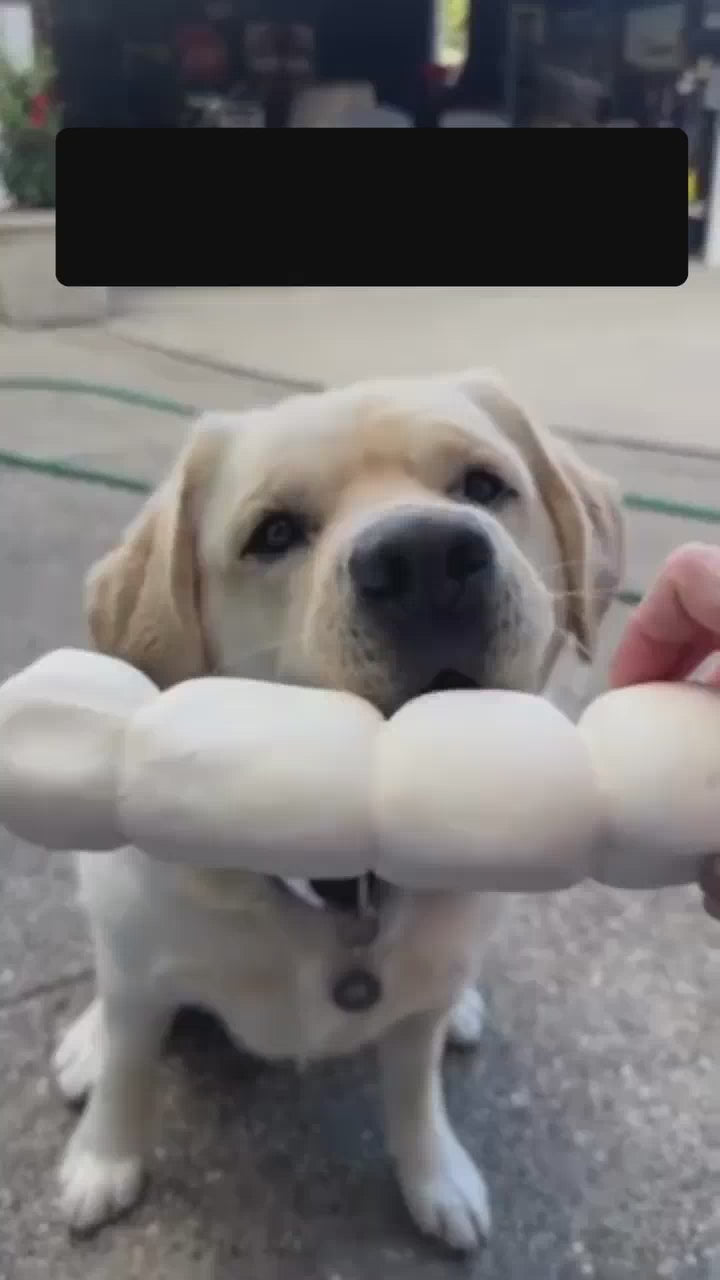 Picture of a white dog biting onto a large beef cheek roll from Allgood Pet Supplies