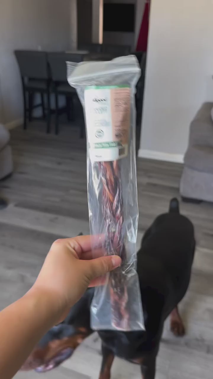 Doberman eating an Allgood Beef Gullet Braid