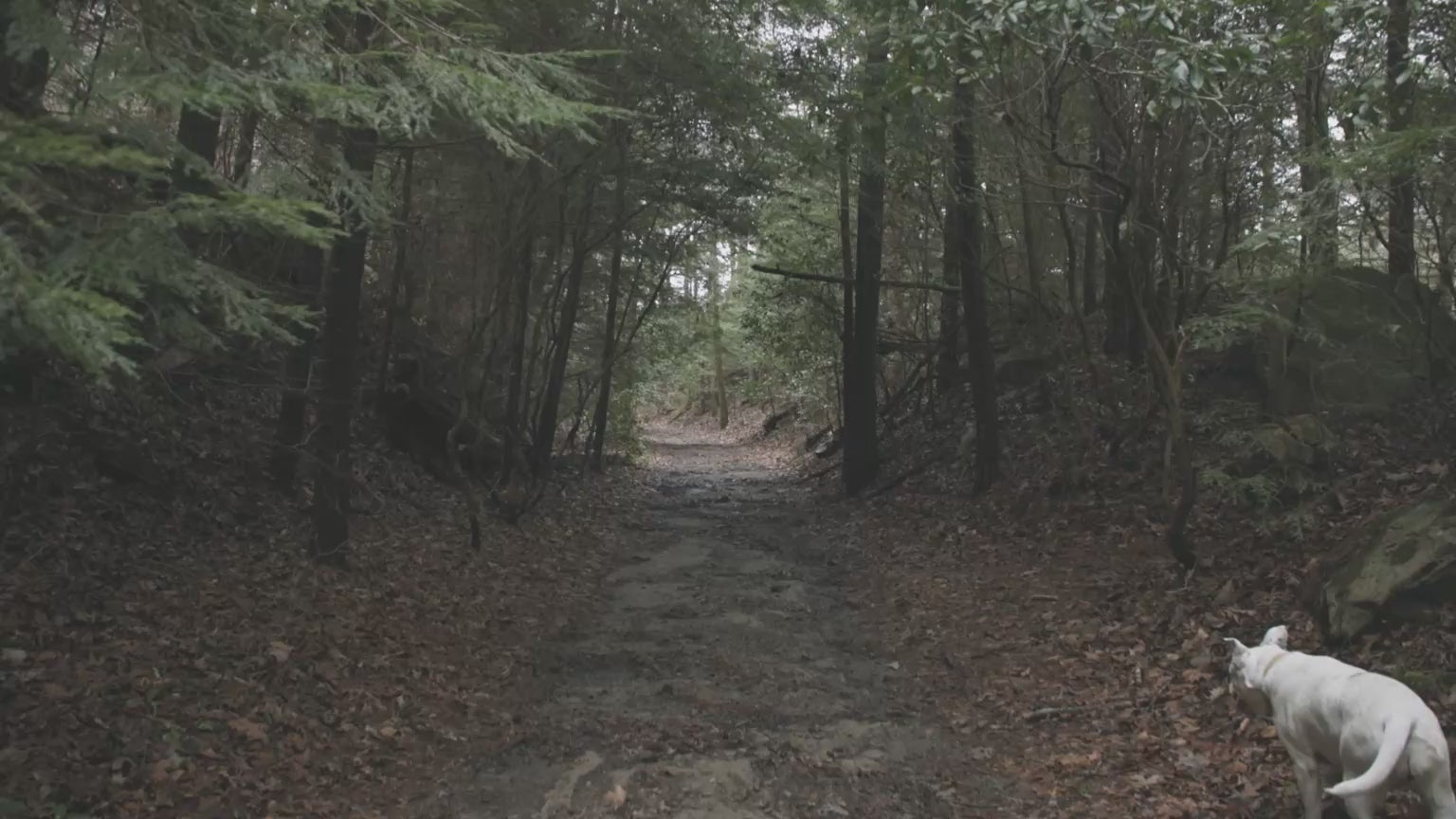 dog on trails
