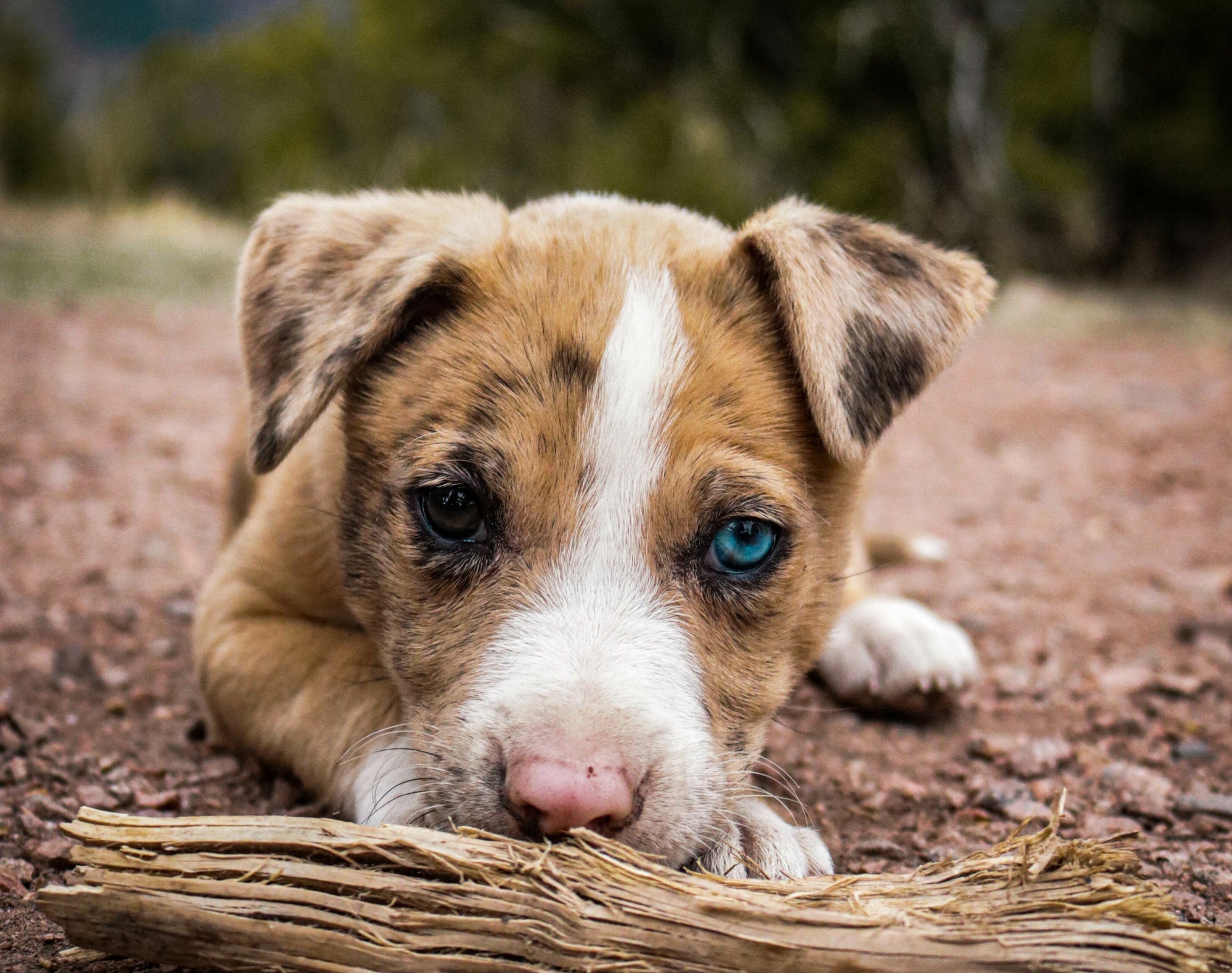 A close-up of a brown and white puppy lying on a dirt path outdoors, looking at the camera with bright blue eyes while chewing on a piece of wood.